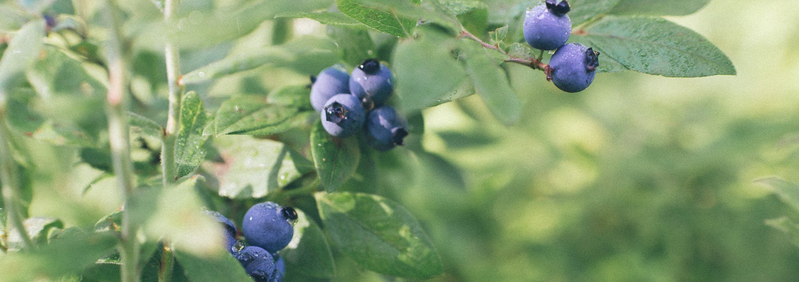 Blueberries-Suzanne-Hughdie